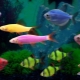 Glofish fish: gloeiende fluorescerende aquariumbewoners