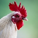 Tahun Ayam: ciri, unsur dan keserasian