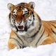 Έτος της Τίγρης: περιγραφή του συμβόλου και των χαρακτηριστικών των ανθρώπων