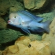 Dauphin bleu: une description des poissons d'aquarium et les règles de son entretien