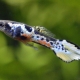 Guppy Endler: types, maintenance and care