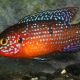Gwapo ni Chromis: mga feature, content at compatibility