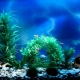 Paggawa ng background para sa isang aquarium gamit ang iyong sariling mga kamay