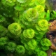Kabomba: značajke akvarijske biljke, održavanje i uzgoj