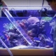 Hoe en waarmee een aquarium desinfecteren?