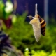 Paano mapupuksa ang mga snails sa isang aquarium?