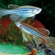 Kā atšķirt zebrafish mātīti no tēviņa?