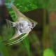 Bagaimana untuk membezakan angelfish betina dari jantan?