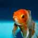 Jak rozeznat samičku zlaté rybky od samce?