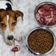 Как да прехвърлите кучето на суха храна?