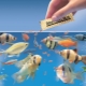 Hvordan fodrer man korrekt tørfoder til fisk i et akvarium?