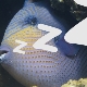 Hvordan sover fisk i et akvarium?