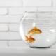 Wie pflegt man Goldfische in einem runden Aquarium?