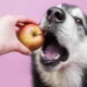Kokius vaisius galima duoti šunims?