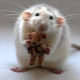 Selebriti manakah yang dilahirkan pada Tahun Tikus?