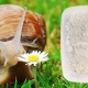 Wapń dla ślimaków: co możesz dać i jak przygotować?