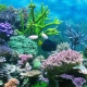 Corales para el acuario: tipos y usos.