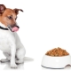 Karma Jack Russell Terrier: przegląd producentów i kryteria wyboru