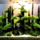 Driftwood for an aquarium: types and applications