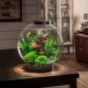 Кръгли аквариуми: размери, избор и дизайн