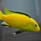 Labidochromis gelb: Eigenschaften, Inhalt und Kompatibilität mit anderen Fischen