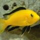 Labidochromis: tipi popolari e consigli per la conservazione