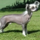 Bald dogs: features, best breeds and rules of care