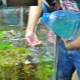 Wasser im Aquarium wechseln