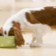Is it possible to feed a dog with natural and dry food at the same time and how to do it correctly?