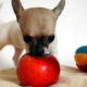 Mohou se jablka psům podávat a v jaké formě?