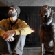 Hondenman: kenmerken en compatibiliteit