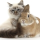 Kačių patinai (triušiai): savybės ir suderinamumas