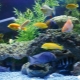 Pregled popularnih velikih akvarijskih riba