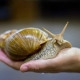 An overview of the largest snails in the world