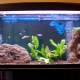 Decorating an aquarium with a capacity of 200 liters
