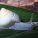 Descrizione e contenuto di Achatina albini