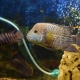 Description des espèces de poissons d'aquarium prédateurs et de leur contenu