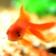 Oranje aquariumvissen: variëteiten, selectie en verzorging