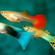 Đặc điểm của chăn nuôi cá bảy màu
