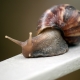 Features of keeping snails at home and caring for them