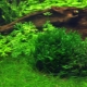 Чернодробен мъх в аквариум: как да засадите и правилно да се грижите за него?