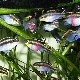 Pelvikachromis: odrůdy a tipy pro obsah
