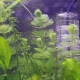 Ūdeņraža peroksīds akvārijam: devas un pielietojums