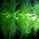 Tumbuhan akuarium terapung: jenis, pemilihan dan ciri penjagaan