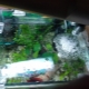 Pelikula sa ibabaw ng tubig sa aquarium: ang mga dahilan para sa pagbuo at mga pamamaraan ng pagtatapon