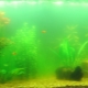 Mengapa air mekar di dalam akuarium dan bagaimana untuk menanganinya?