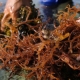 Waarom verschijnen bruine algen in het aquarium en hoe kom je er vanaf?
