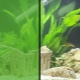 Hvorfor bliver vandet i akvariet grønt, og hvordan skal man håndtere det?