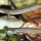 Polypterus senegalese: apraksts un saturs akvārijā
