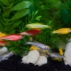 Gestreepte aquariumvissen: soorten en kenmerken